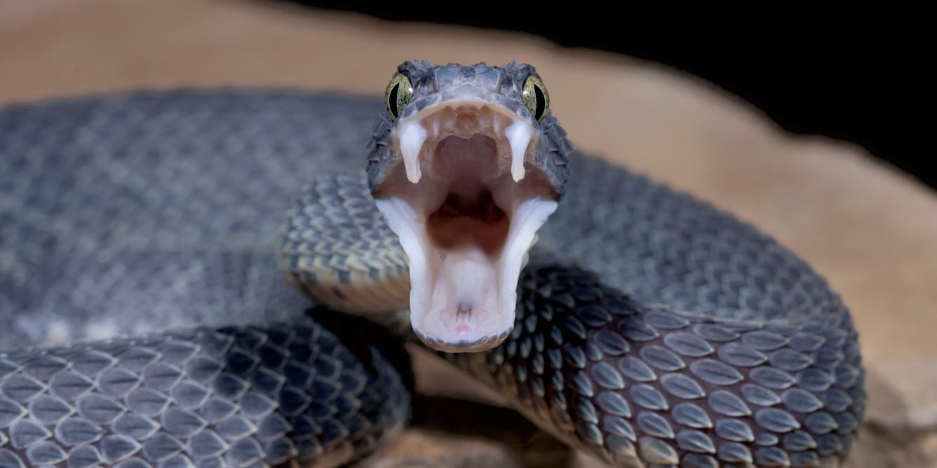 How Snake Fangs Evolved To Perfectly Fit Their Food
