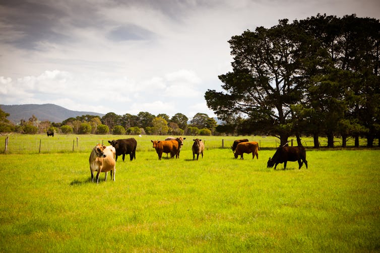 Cows in a paddock