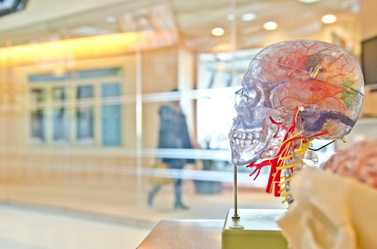 A transparent 3D model of a human skull with the brain and other internal structures