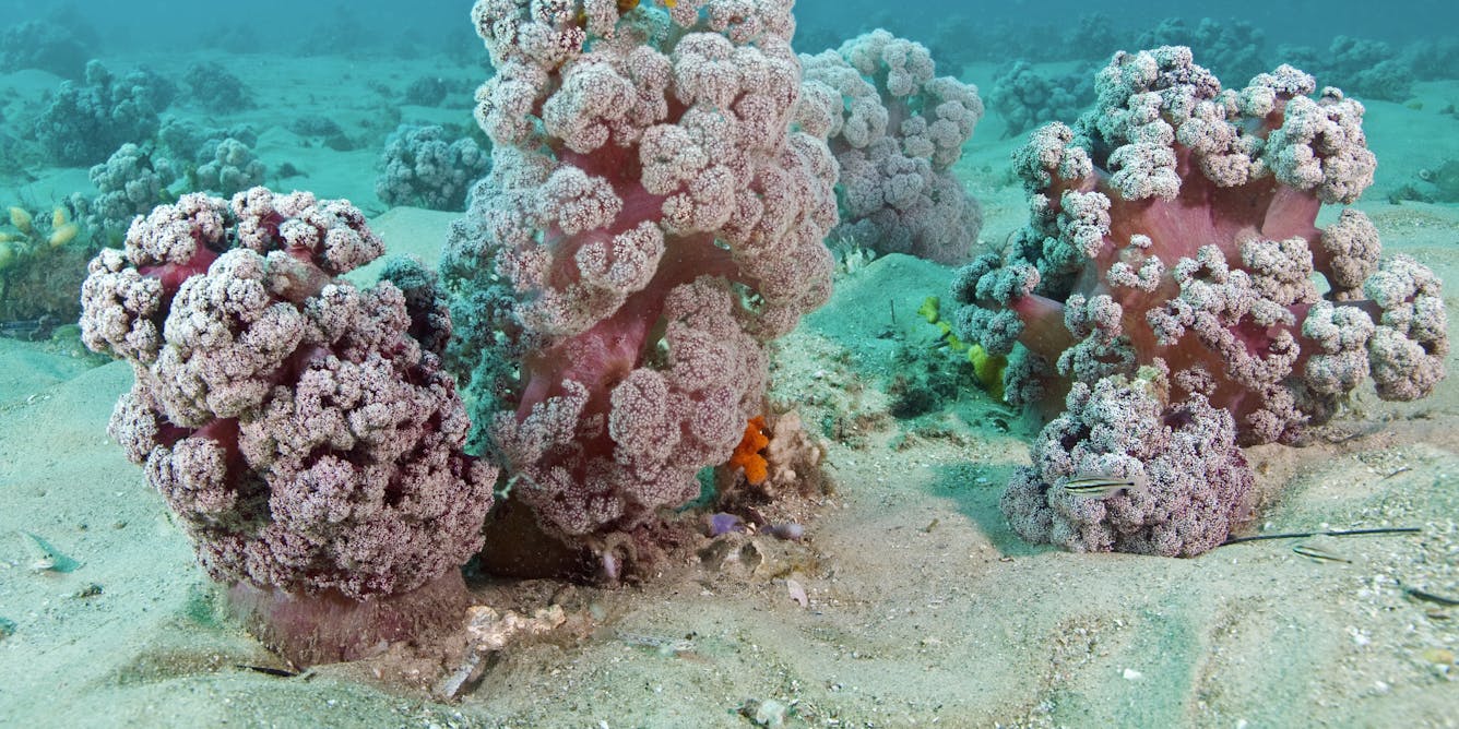 Beautiful, rare 'purple cauliflower' coral off NSW coast may be extinct ...