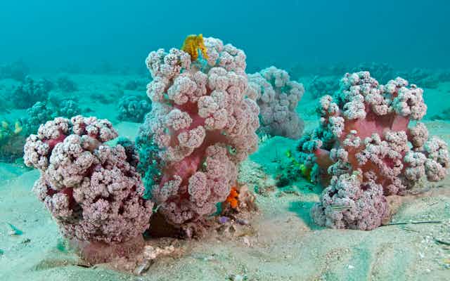 The purple cauliflower soft coral habitat