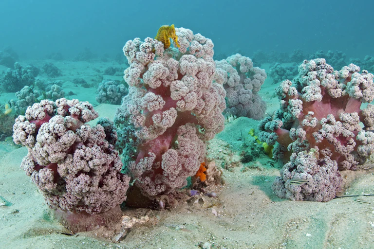 The purple cauliflower soft coral habitat