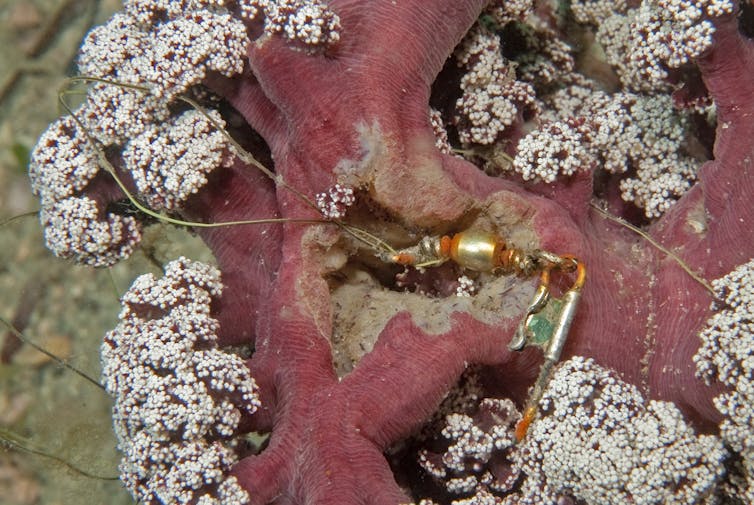 Beautiful, rare 'purple cauliflower' coral off NSW coast may be extinct within 10 years