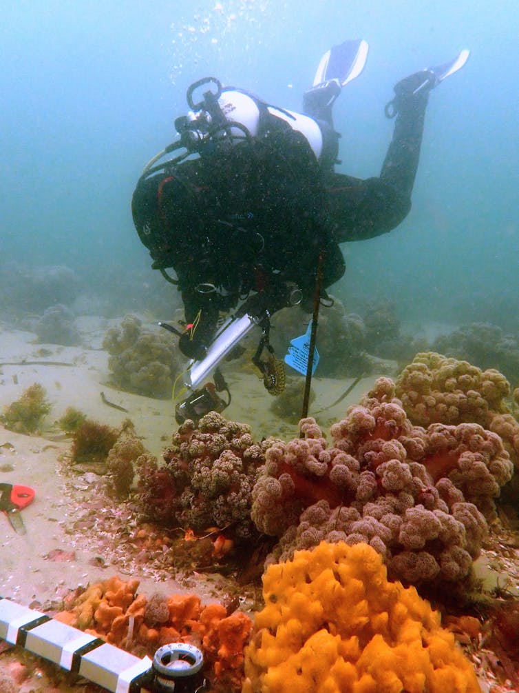 Beautiful, rare 'purple cauliflower' coral off NSW coast may be extinct within 10 years