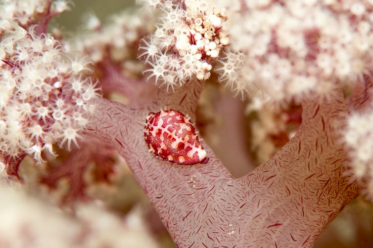 Beautiful, rare 'purple cauliflower' coral off NSW coast may be extinct within 10 years