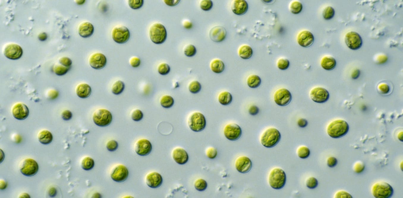 Production renouvelable d’hydrogène par les microalgues : révolution ou ...