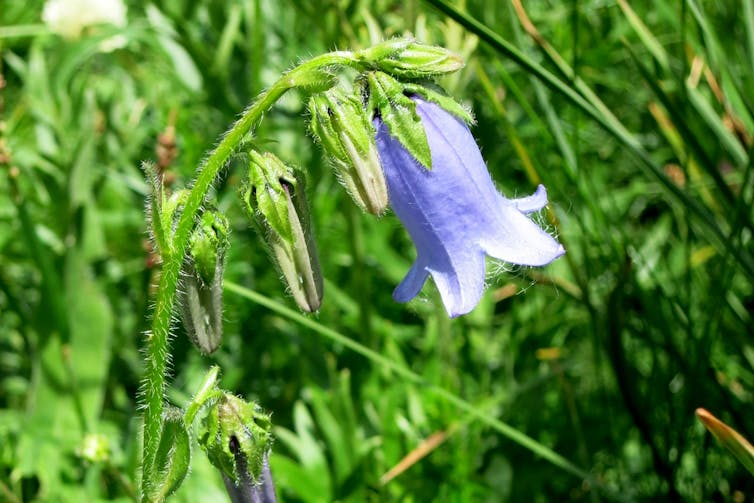 Close-up of a blue flower