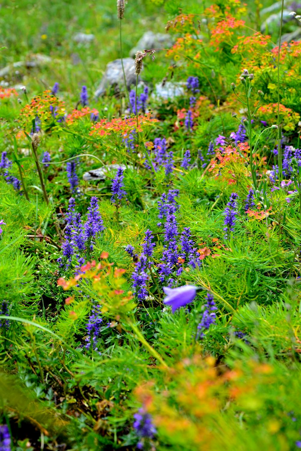 Scientists are more likely to study bold and beautiful blooms, but ...