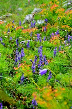 Blue flowers