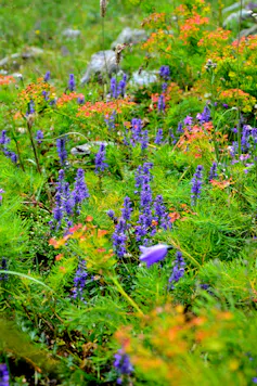 Blue flowers