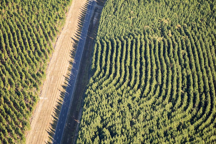 plantation forest divided by road
