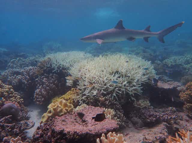 Shark swimming over reef