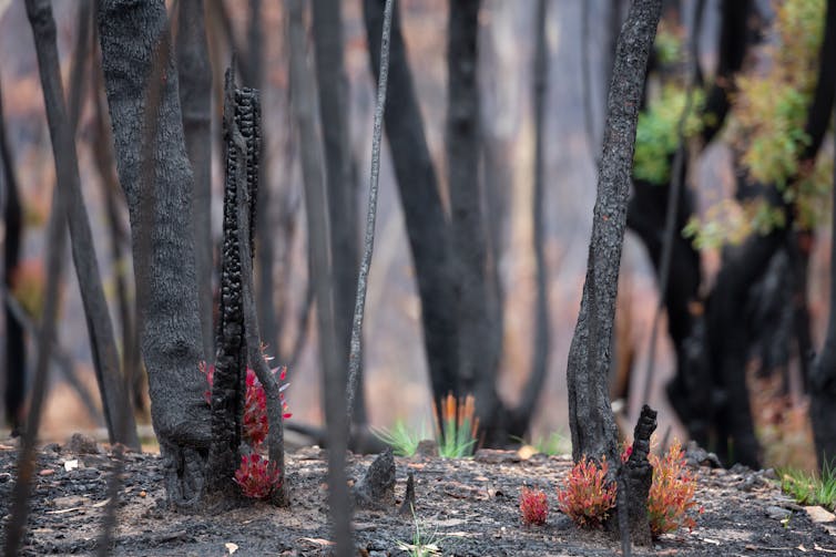 forest regenerating after fire