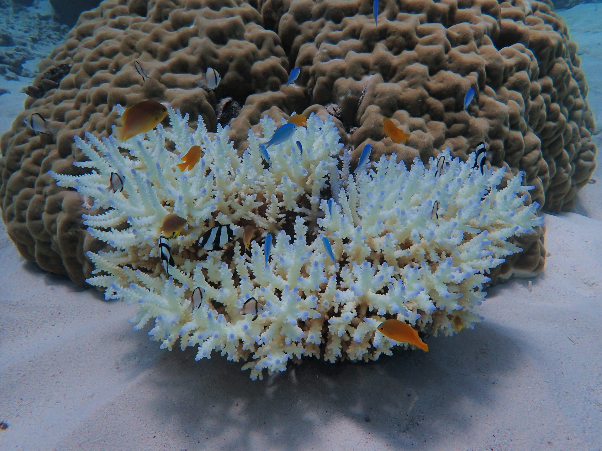 Coral reef