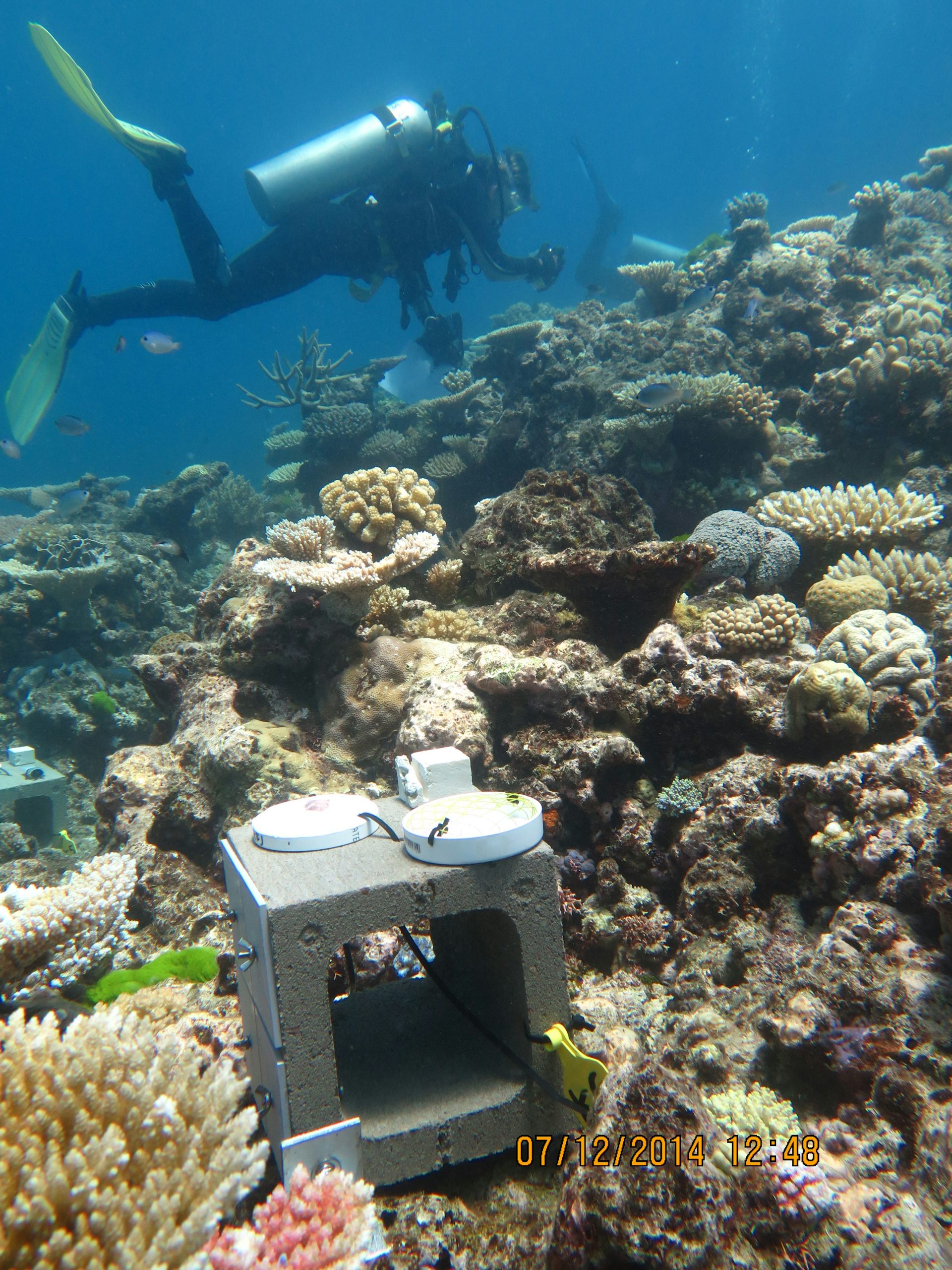 Diver and equipment at a coral reef