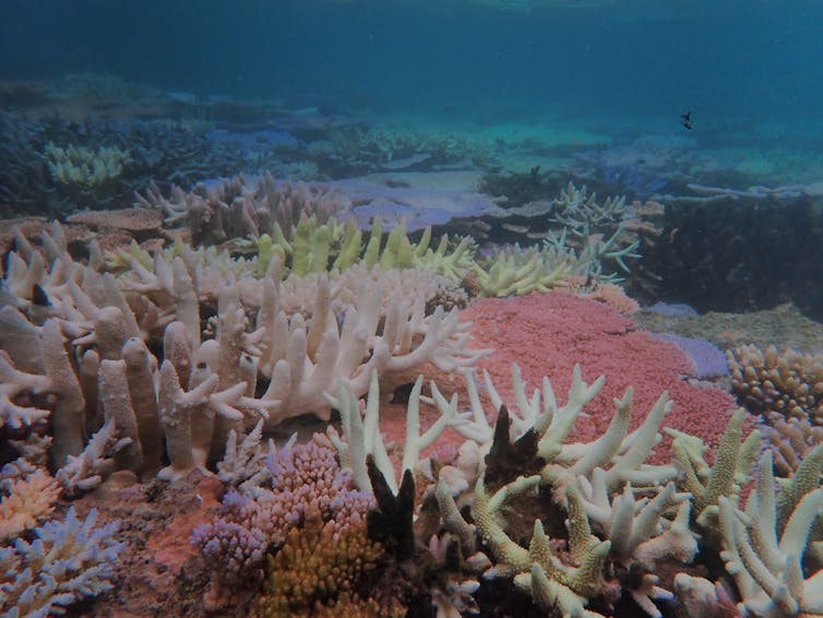 Bleaching at the Great Barrier Reef