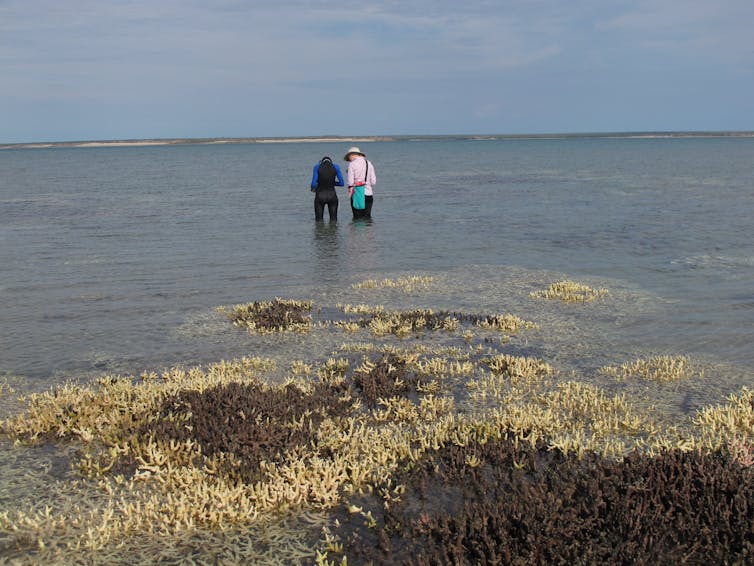 People standing on a coal reef