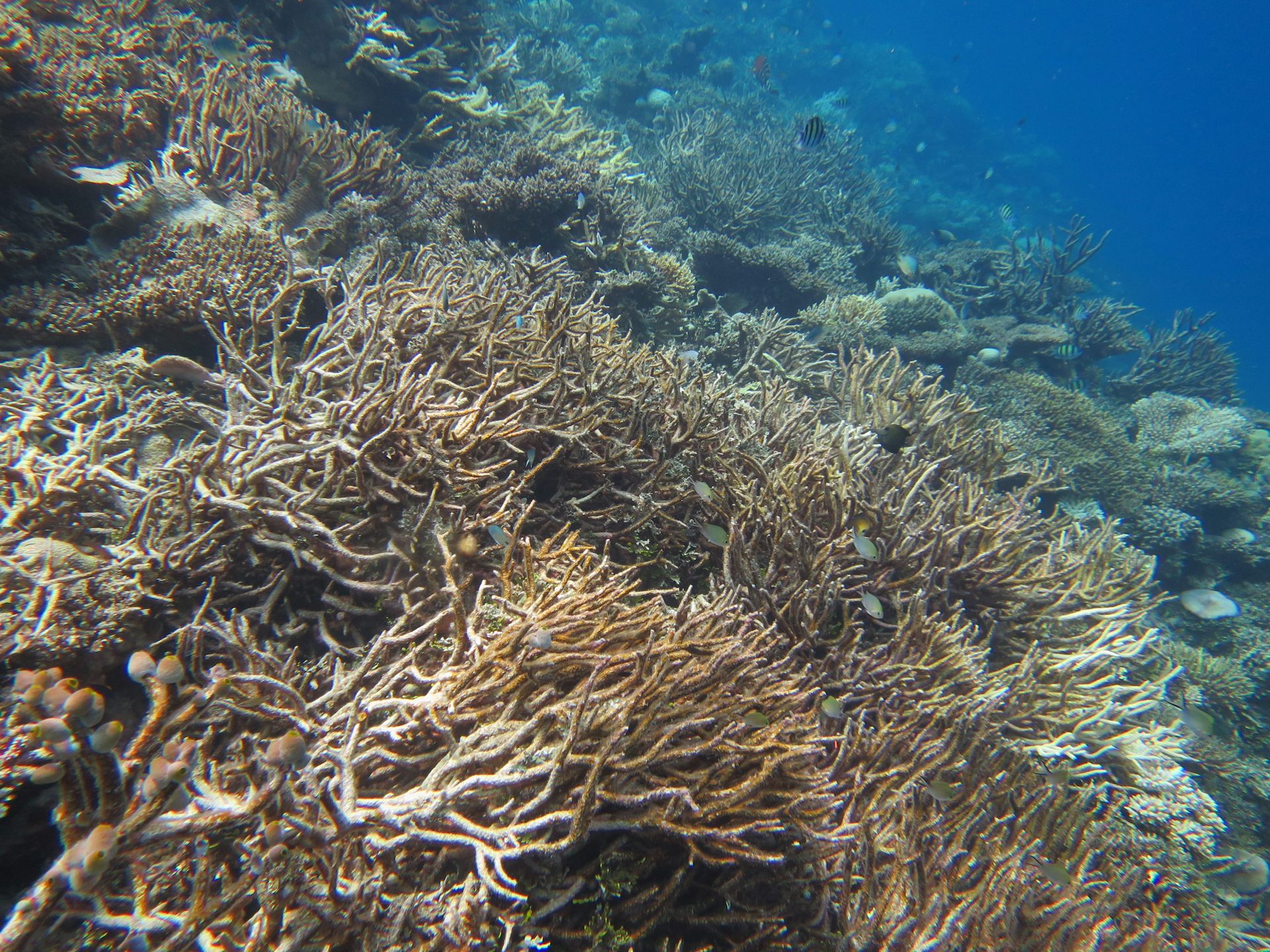 Coral bleaching at the Maledives