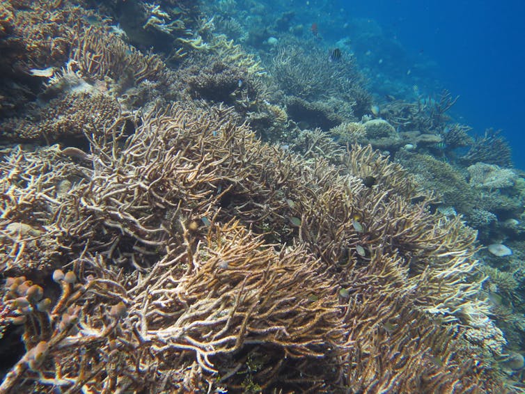 Coral bleaching at the Maledives