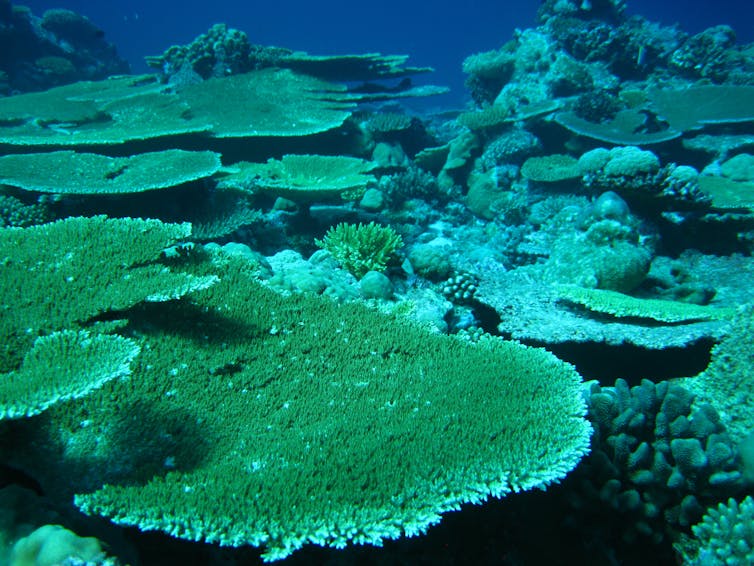 Coral reef in Chagos
