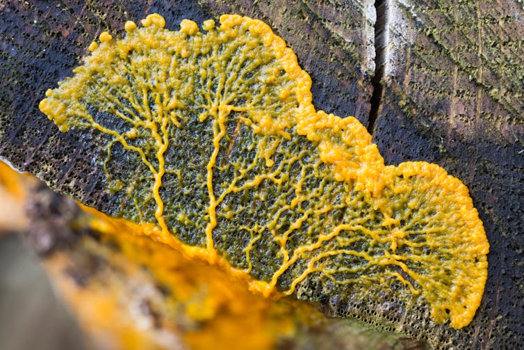 Yellow slime on tree trunk