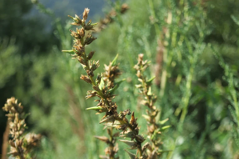 Brown, spiky stems