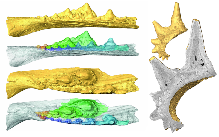 Side views of a virtual model of the acanthodian jaw showing the tooth-rows and reconstruction of the tooth replacement.