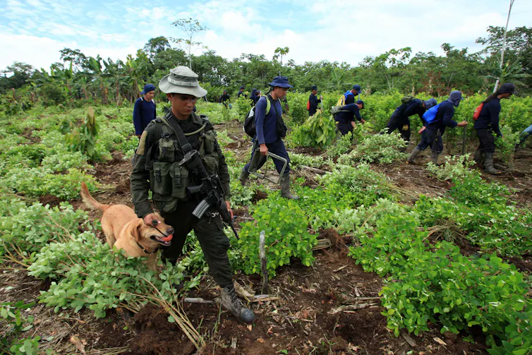 A Colombian soldier with a dog patrols past civilians tearing up coca plants in Putumayo on Colombia's border with Ecuador