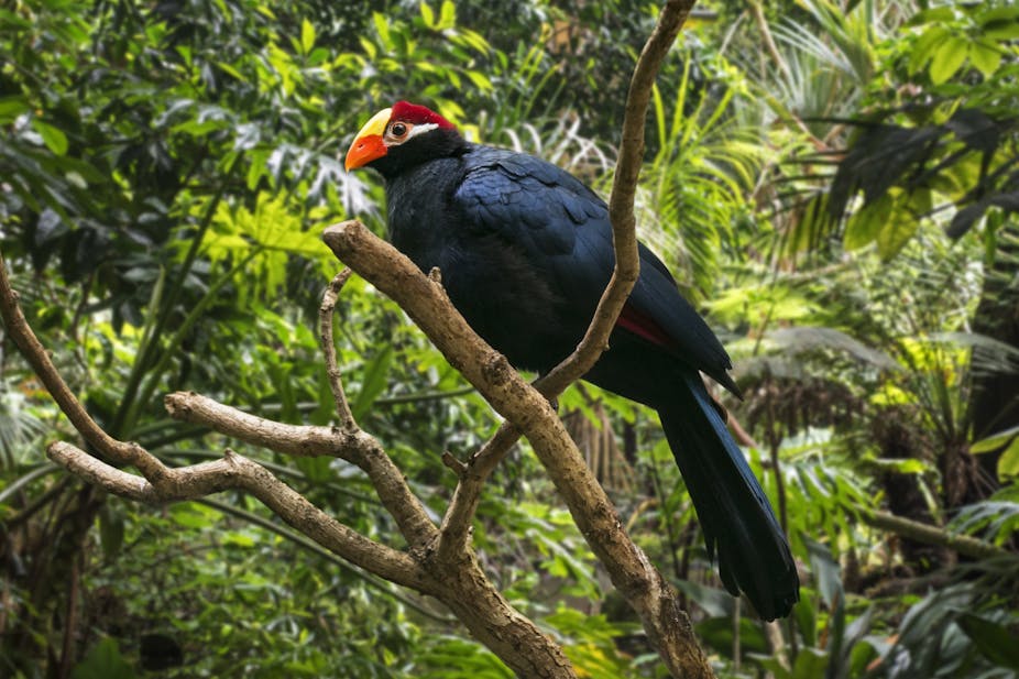 A violet turaco / violaceous plantain eater perched on a tree branch with lush green plants in the background. The bird is native to West Africa.