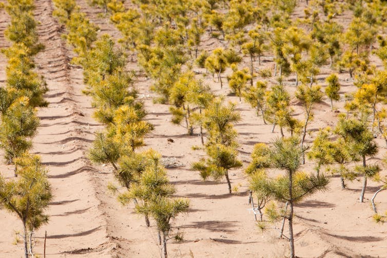Tree plantation in desert