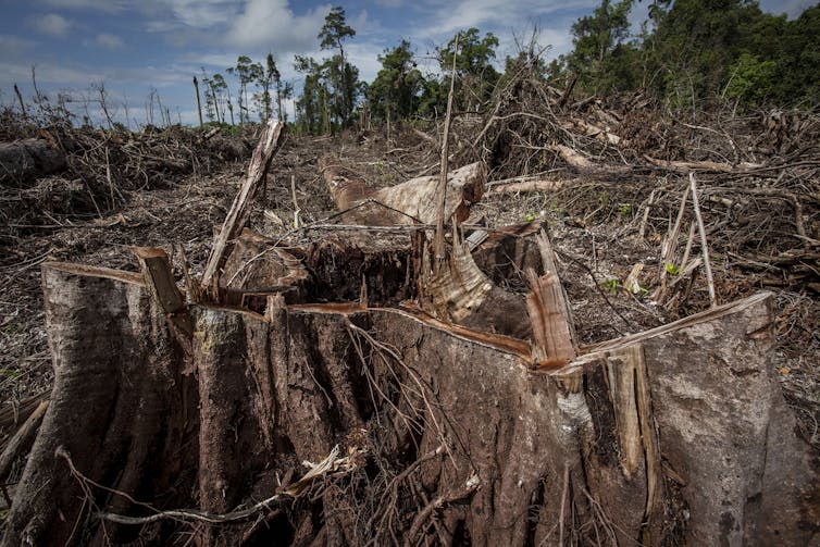 Heavily logged tropical forest.