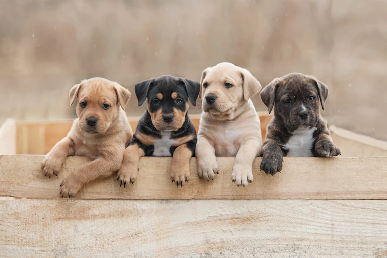 Quatre chiots de différentes couleurs