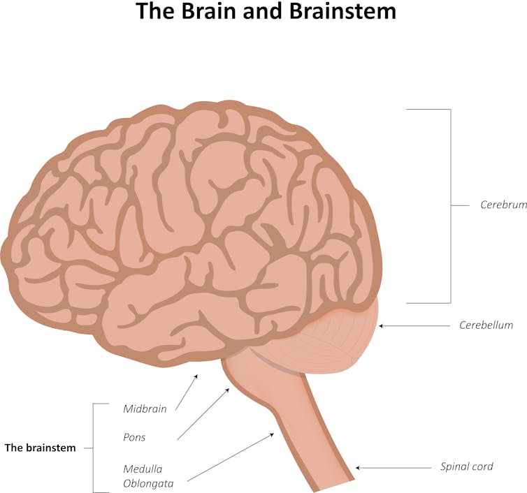 The brain and brain stem