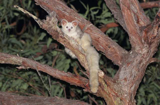 A white greater glider on a branch