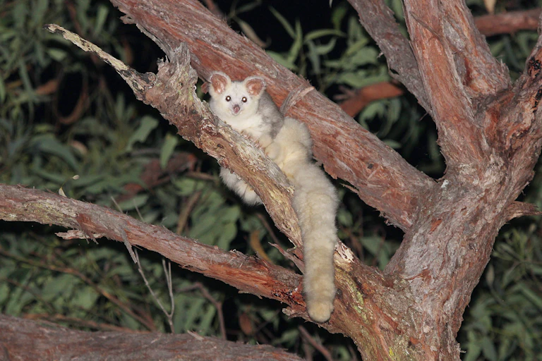 A white greater glider on a branch