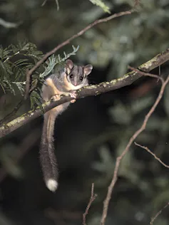 Leadbeater's possum on a branch