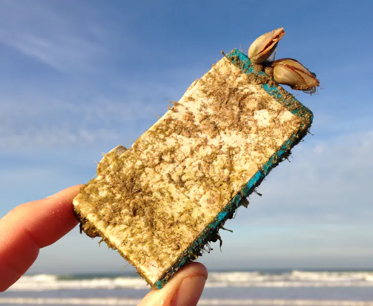A hand holding an ink cartridge that has grown barnacles from the sea