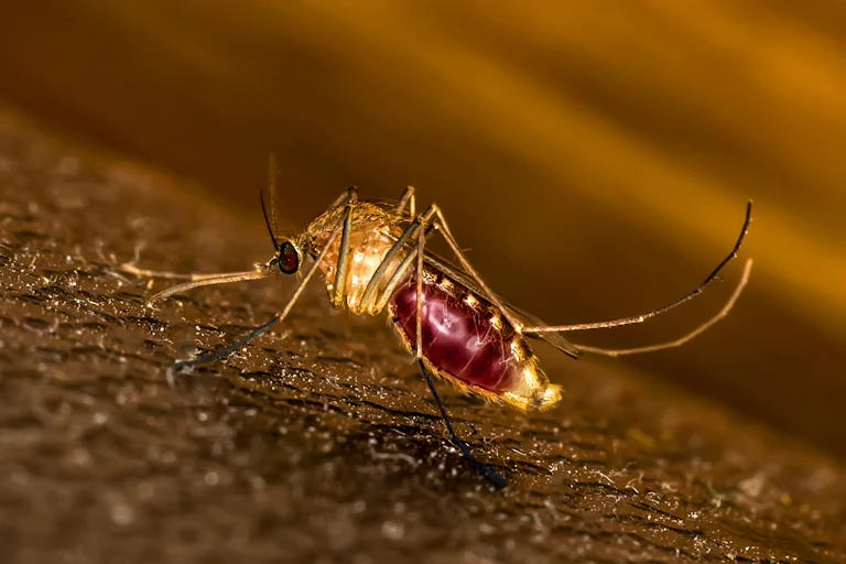 Close-up of a mosquito sucking blood