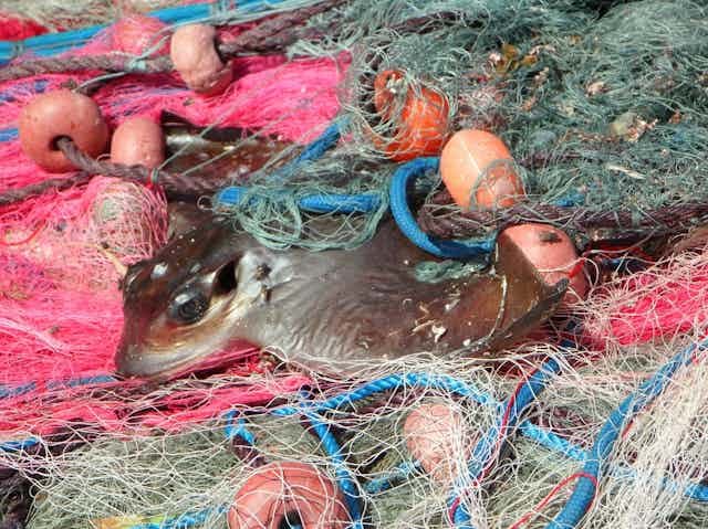 A ray is entangled in colourful fishing nets