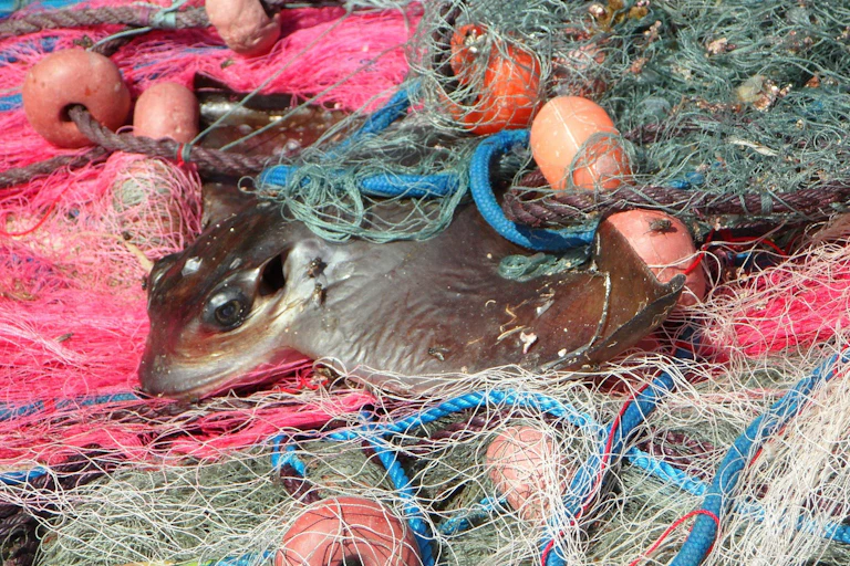 A ray is entangled in colourful fishing nets