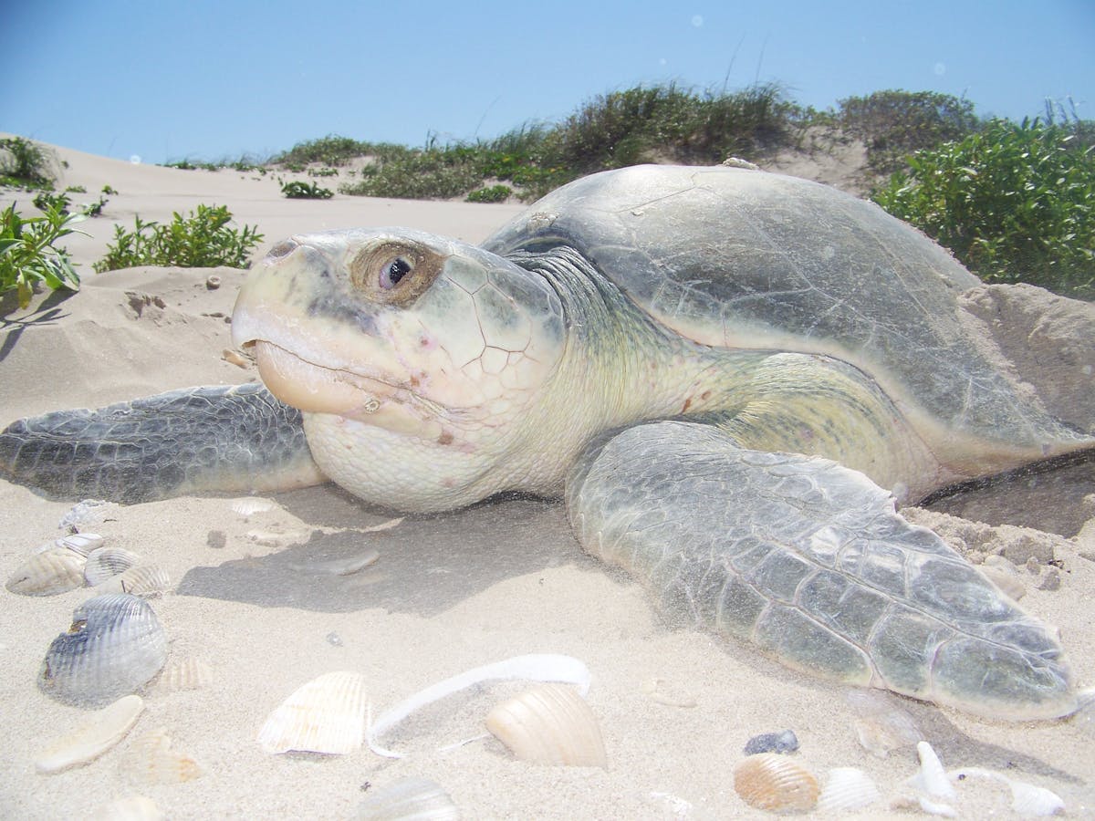 Scientists at work: Helping endangered sea turtles, one emergency surgery  at a time