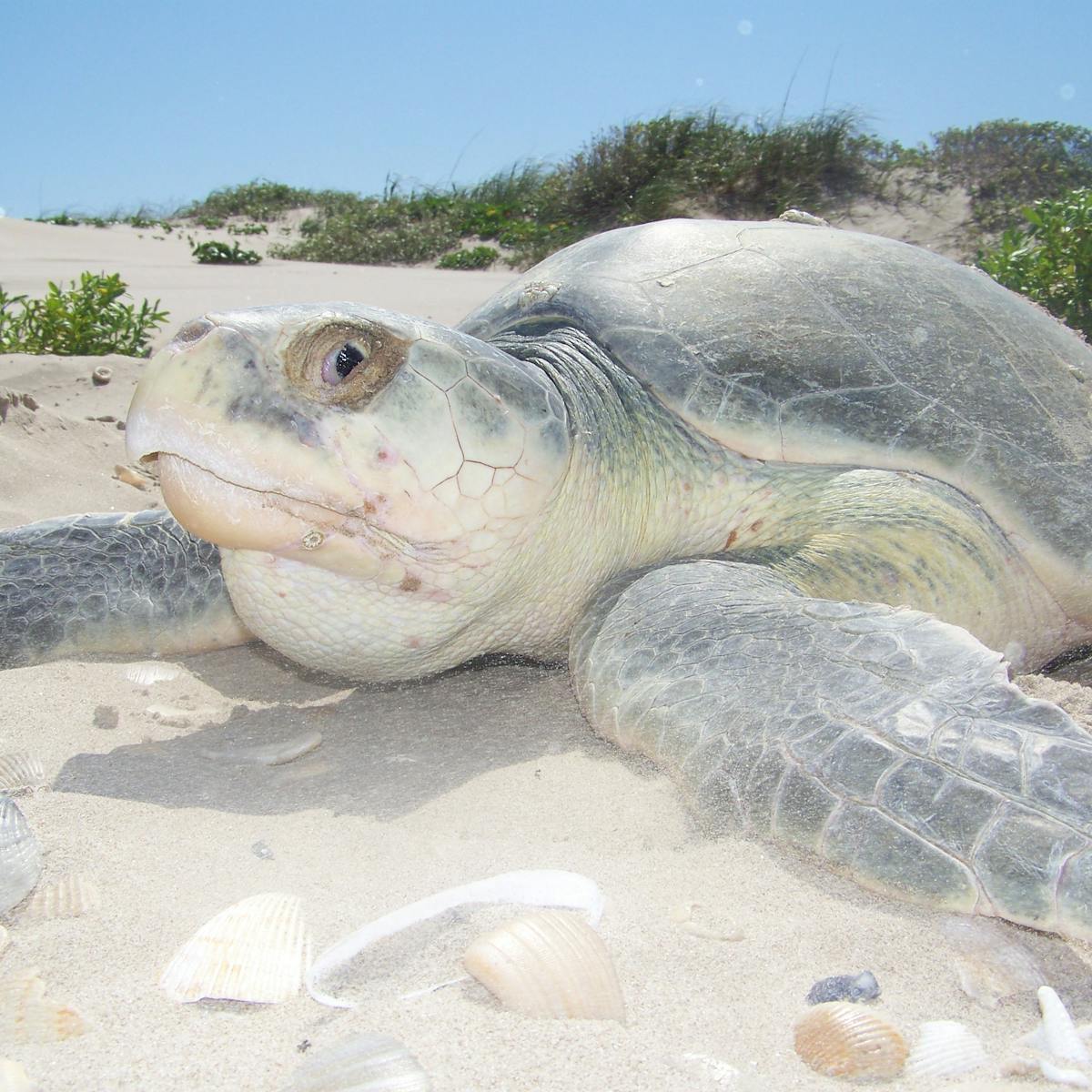 Scientists at work: Helping endangered sea turtles, one emergency surgery at a time