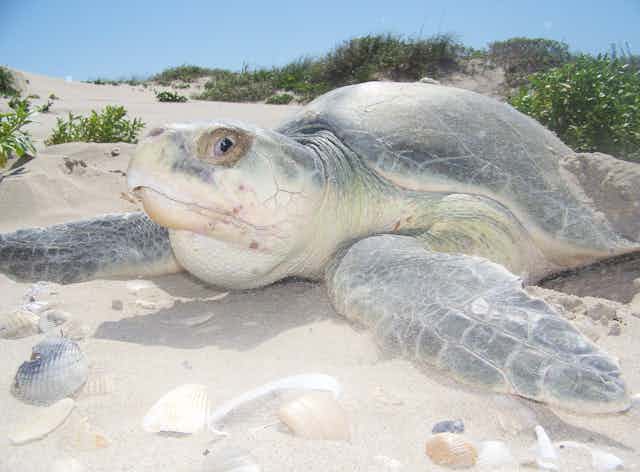 A large sea turtle on a sandy beach.