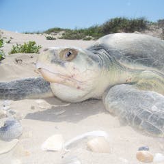 research animal rescue