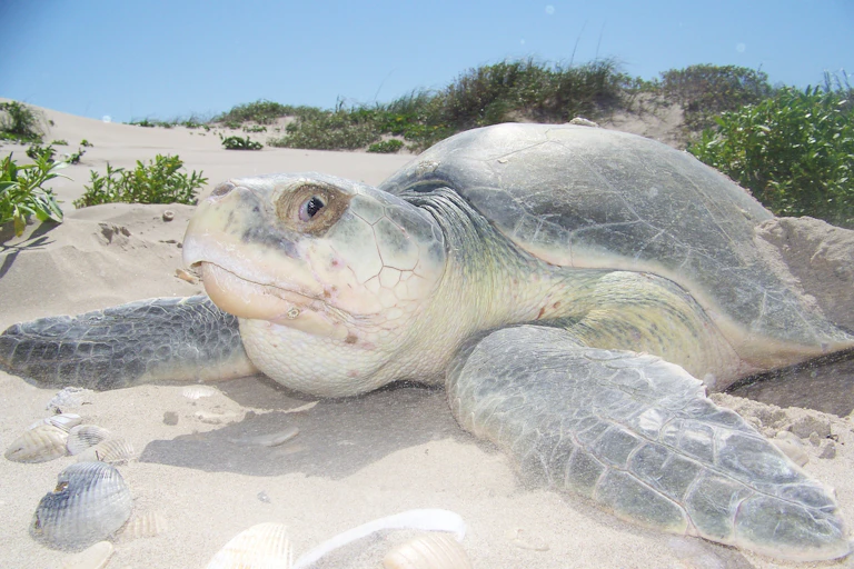 A large sea turtle on a sandy beach.