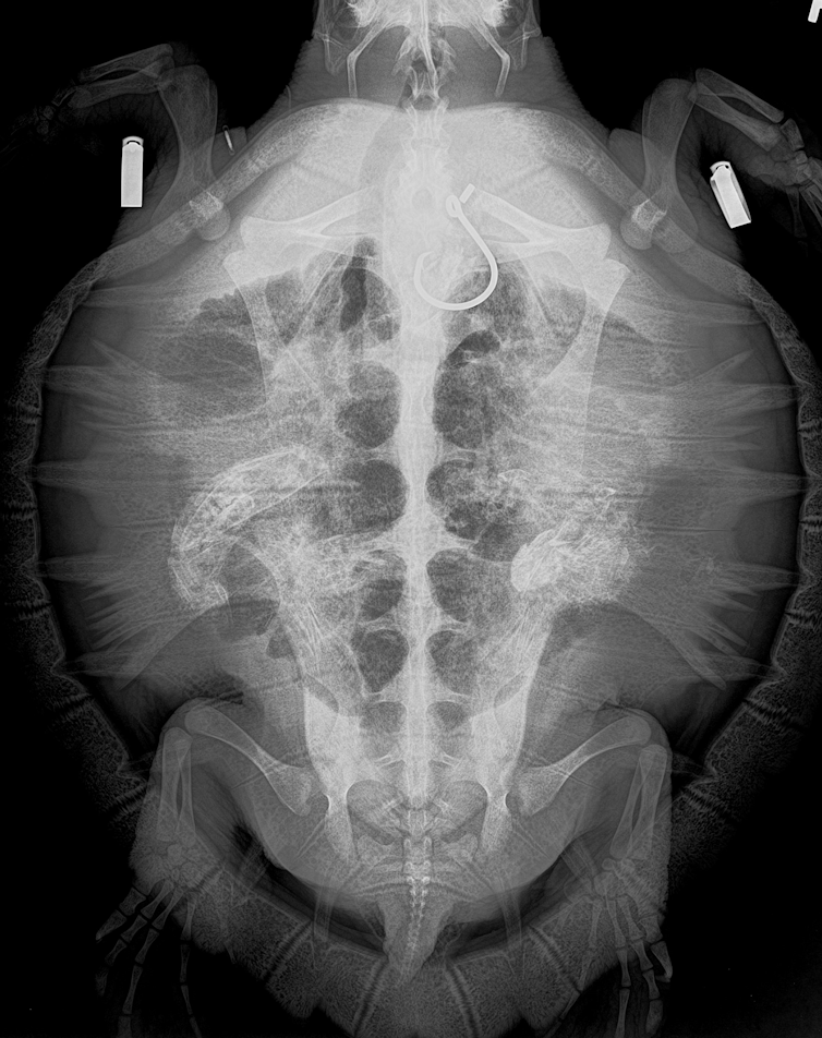 An X-ray showing the turtle with a hook visible near where the shell meets the neck.