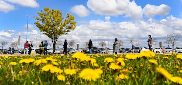People line up at a mass vaccination centre with a field of dandelions in the foreground