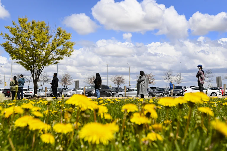People line up at a mass vaccination centre with a field of dandelions in the foreground