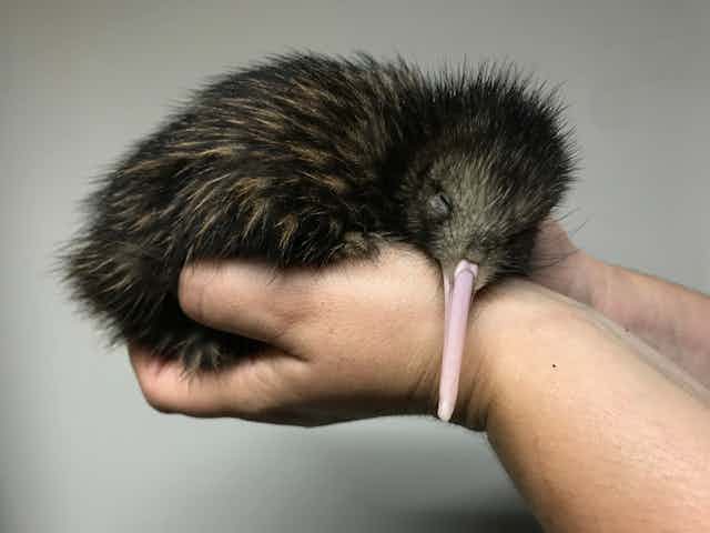 Kiwi chick, held in cupped hands