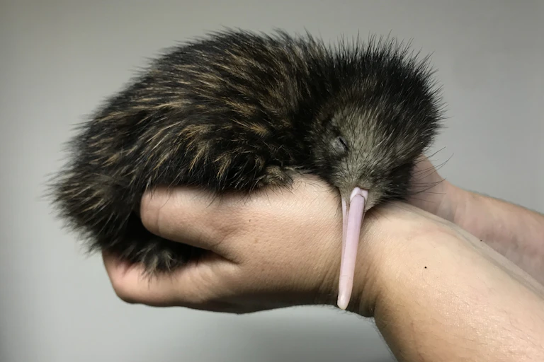 Kiwi chick, held in cupped hands